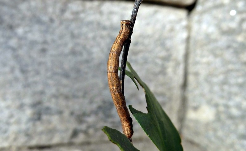 Ciclo vitale: Peribatodes rhomboidaria (Geometridae)